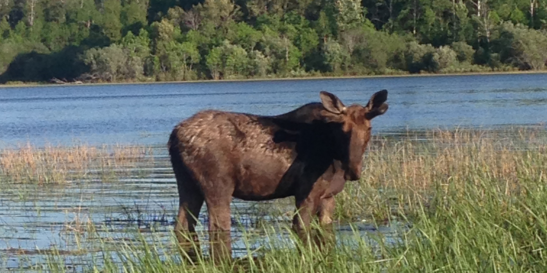 Moose hunting at Kaby Lodge