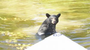 Black bear swimming