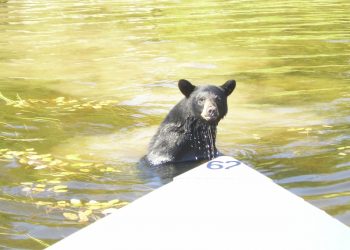 Black bear swimming