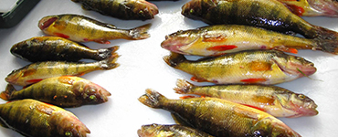 Fish Processing
